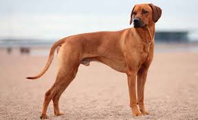 Rhodesian Ridgeback Information Dog Breed Facts In 2020 Dog Breeds Rhodesian Ridgeback Whippet Dog
