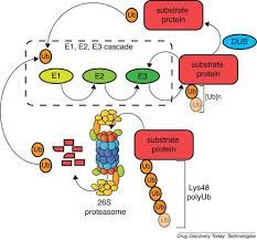Enzymes that help such reactions are called proteases. Tools To Investigate The Ubiquitin Proteasome System Sciencedirect