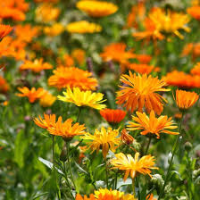 Ringelblume Sonnenanbeter In Frohlichen Farben Gartenpflanzen Ringelblume Pflanzen