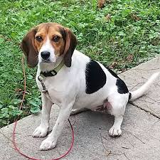 We did not find results for: Ellicott City Md Beagle Meet Lilah I Am Petite A Pet For Adoption