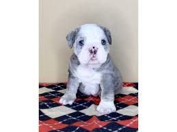 Top quality family french bulldog puppies from the best reputable breeders. English Bulldog Puppies Oregon