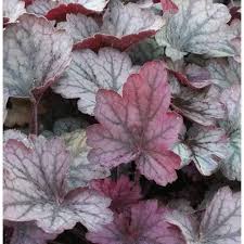 Heuchera Carnival Rose Granita Heuchere A Feuillage Pourpre Desespoir Du Peintre Excellent edgers, they also feature dainty flowers held aloft on airy stems. eur