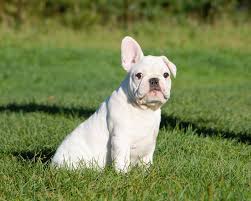 American kennel club french bull dog puppy twelve weeks old brindle male that carrie's the fluffy gene(not visibly fluffy.dad is a fawn p. French Bulldog Puppies For Sale St Louis Mo 192730