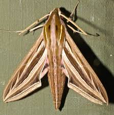 Image result for Hippotion celerio