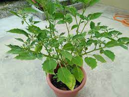 Peruviana cultivation in south america can be traced to the inca. Borneo Lady Is This A Chinese Lantern Or A Wild Cape Gooseberry