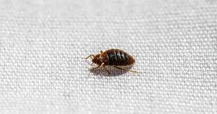 Image result for bedbugs on mattress