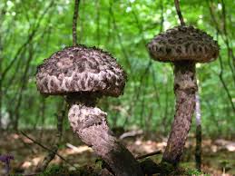 Image result for Strobilomyces strobilaceus
