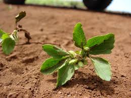 Image result for Acanthospermum australe