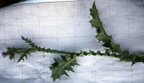 Image result for Carduus leptacanthus