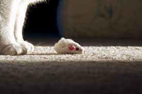 Does Having A Cat Keep Mice Away Catseye Pest Control