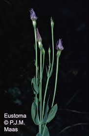 Image result for eustoma maurine