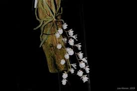 Image result for Microcoelia globulosa