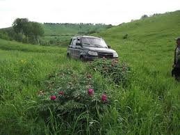 как приготовить настойку из цветков пиона в домашних условиях Pion Uklonyayushijsya Kto On Takoj Zhurnal Yarmarki Masterov