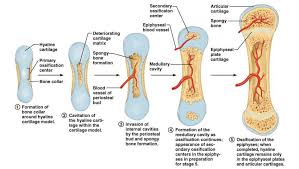 Anatomy Of Bone Growth A Physiology Med School