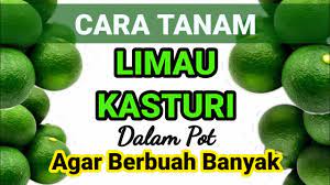 7 manfaat jeruk nipis untuk kesehatan. Cara Tanam Limau Kasturi Dalam Pot Agar Berbuah Banyak Youtube
