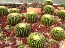 Develop a consistent watering regimen as soon as you can. Can You Fix A Cactus That Has Broken Miss Chen Garden Manage Gfinger Is The Best Garden Manage App