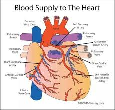 Pin On Anatomy Physiology