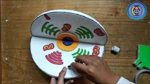 Check spelling or type a new query. Cara Membuat Sel Hewan Dari Styrofoam Sman 2 Kintap Youtube