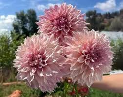 Image result for Dahlia x pinnata `Pompon Lilliput`