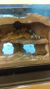 Leopard gecko habitat also participates in affiliate programs like cbreptile, and may earn a commission for referrals. Leopard Geckos The Experts In Uncomfortable Sleeping Positions Album On Imgur