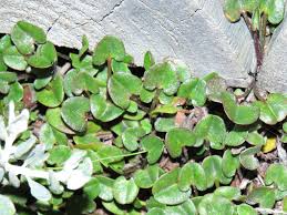 Image result for Falkia