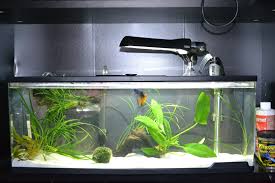 Betta Fish The Ultimate Guide To Betta Fish Care Tank Setup Betta Fish Care Betta Betta Fish