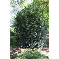 Jc Raulston Arboretum