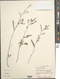 Image result for Phyllanthus pseudoniruri