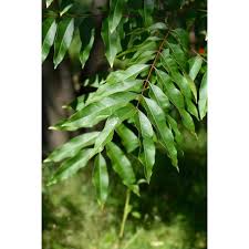 Image result for Sapindus saponaria