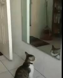 pin von sheila auf animals katzen memes lustige katzen videos lustige katzenvideos