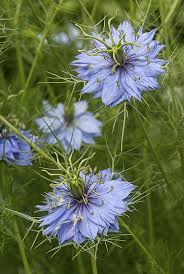 Pin On Plantes Decoratives Annuelles