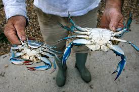 Check spelling or type a new query. Specie Aliene Del Mare Il Granchio Blu Minaccia L Adriatico