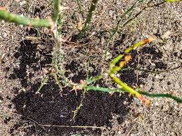 Coffee grounds in the soil also improve the seed germination and growth of the plant. Is Used Coffee Ground Good For Roses Plant Index