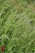 Image result for Panicum aequinerve