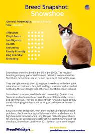 Snowshoe Breed Profile Proudwhiskers Com Snowshoe Cat Cat Breeds Snow Shoes