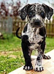 His versatility and working instinct is unparalleled. All Abaut Louisiana Catahoula Leopard Dog Leopard Dog Louisiana Catahoula Leopard Dog Cute Animals