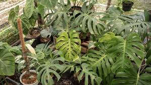 Untuk perawatan tanaman ini kamu cukup rutin menyiraminya dengan sedikit air agar terjaga kelembapan tanahnya. Bunda Ini 15 Tanaman Hias Kekinian Janda Bolong Ke Keladi