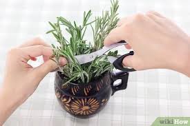 Leaves turn yellow or brown and may drop off: 3 Ways To Dry Rosemary Wikihow
