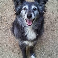 Maybe you would like to learn more about one of these? How To Build A Quick Easy And Inexpensive Dog Fence Pethelpful
