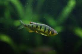 Barilius ardens is a fish in genus barilius of the family cyprinidae. Www Zootierliste De
