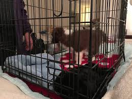 The dog will learn the reward of following the rules. Vlog Crate Training Q A S Fisher Fix Dogs