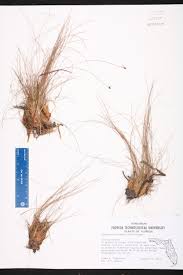 Image result for Eleocharis brainii
