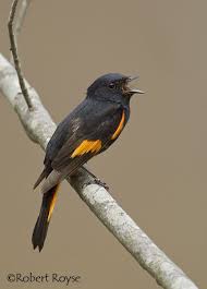 Small Black Bird With Orange Wings And Tail American Redstart Lively Warbler That Hops Among Tree Branches In Search Of Insects The Male American Redstart Is Coa Pet Birds Backyard Birds Bird Pictures