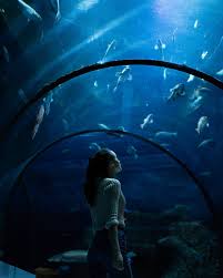 Itap Inside An Aquarium By Helloiamnic Photos Amazingworld World Amazingphotography Amateurphot Aquarium Pictures Aquarium Photos Neon Photography