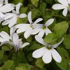 Image result for Nicolasia pedunculata