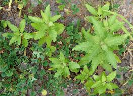 Image result for Dysphania procera