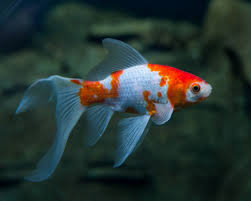 Pin On Goldfish Pond