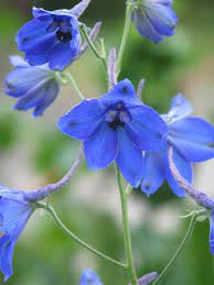 Delphinium Volkerfrieden Delphinium Geraniums Red Flower Names