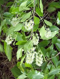 South jersey is also subtropical. Prunus Caroliniana Wikipedia