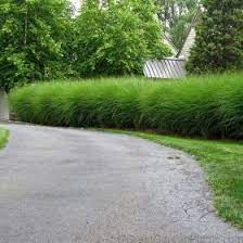 Miscanthus Gracillimus Is A Deer Resistant Ornamental Grass Tall Ornamental Grasses Ornamental Grasses Grasses Landscaping
